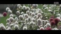 鳳飛飛 金盞花兒開(kāi)了 電影《金盞花》主題曲