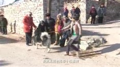 特輯之雙狗大戰