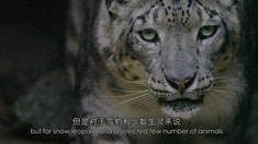 中文版預(yù)告片1