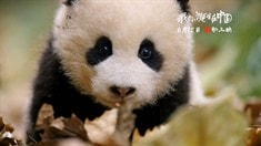 中文版預(yù)告片2