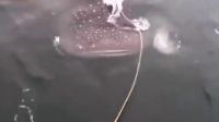 實拍男子下海站在鯨魚背上！拿鯨魚當滑水板！太牛逼！