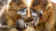 中文終極版預(yù)告片