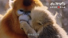 周迅配音版預(yù)告片