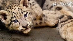 片段之達(dá)娃淘淘丫丫