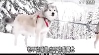 【阿拉斯加雪橇犬-Alaskan Malamute】 標清
